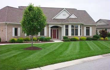 Freshly cut lawn